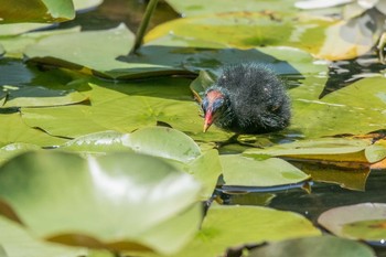 Common Moorhen Mikiyama Forest Park Sat, 6/17/2017