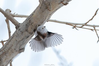 2022年3月7日(月) 真駒内公園の野鳥観察記録