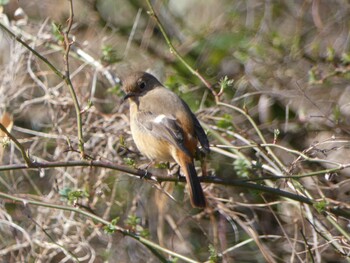 Daurian Redstart 国立科学博物館附属自然教育園 (港区, 東京) Wed, 3/9/2022