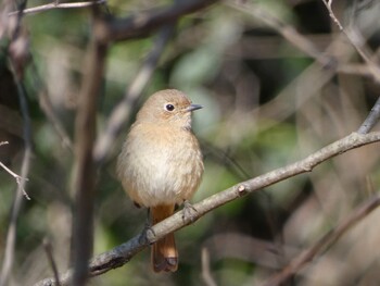 Daurian Redstart 国立科学博物館附属自然教育園 (港区, 東京) Wed, 3/9/2022