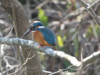 Common Kingfisher 国立科学博物館附属自然教育園 (港区, 東京) Wed, 3/9/2022