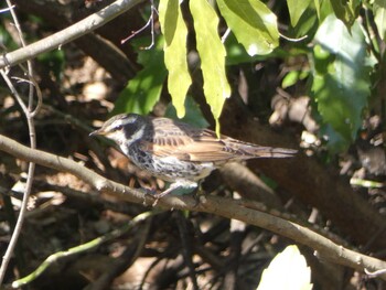 Dusky Thrush 国立科学博物館附属自然教育園 (港区, 東京) Wed, 3/9/2022