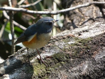 Red-flanked Bluetail 国立科学博物館附属自然教育園 (港区, 東京) Wed, 3/9/2022