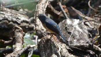 Red-flanked Bluetail 国立科学博物館附属自然教育園 (港区, 東京) Wed, 3/9/2022