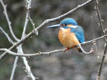 Common Kingfisher Higashitakane Forest park Sun, 3/6/2022