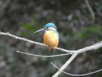 Common Kingfisher Higashitakane Forest park Sat, 3/5/2022