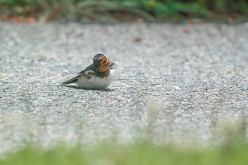 Barn Swallow Mikiyama Forest Park Thu, 7/6/2017