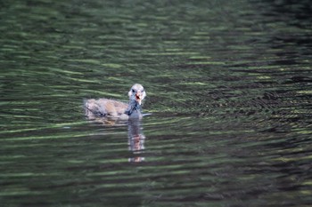 Common Moorhen Mikiyama Forest Park Thu, 7/6/2017