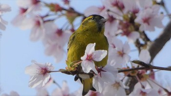 Eurasian Siskin 麓山公園(郡山市) Tue, 4/6/2021