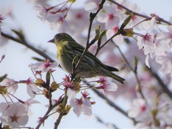 マヒワ 麓山公園(郡山市) 2021年4月6日(火)