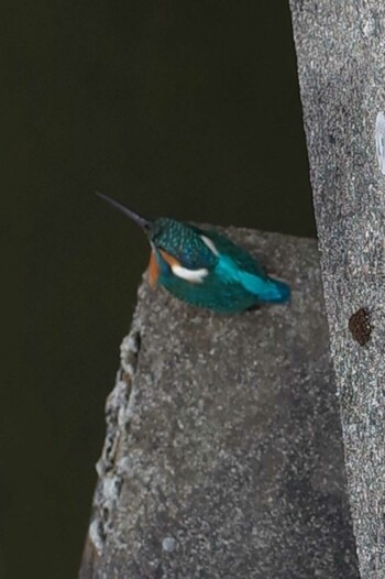 Common Kingfisher 岐阜市 Wed, 3/9/2022