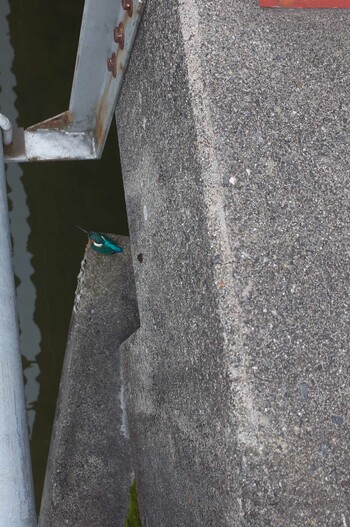 Common Kingfisher 岐阜市 Wed, 3/9/2022