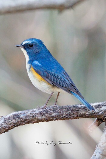 ルリビタキ 錦織公園 2022年3月3日(木)