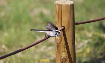 Long-tailed Tit 郷土の森公園(府中市) Wed, 3/9/2022