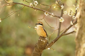 モズ 薬師池公園 2022年3月9日(水)