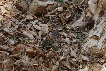 ツグミ 薬師池公園 2022年3月9日(水)