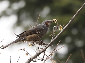 Brown-eared Bulbul 京都府立植物園 Wed, 3/9/2022