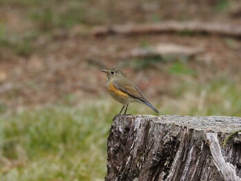 Red-flanked Bluetail 京都府立植物園 Wed, 3/9/2022