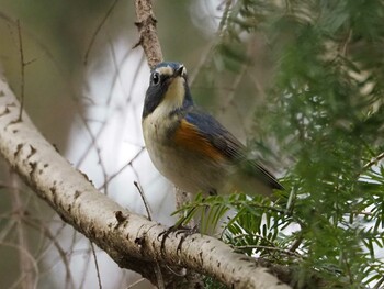 Red-flanked Bluetail 京都府立植物園 Wed, 3/9/2022