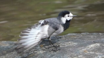 White Wagtail 麓山公園(郡山市) Tue, 4/6/2021