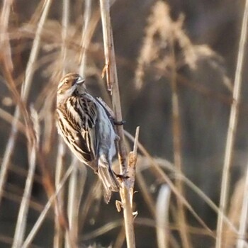 2022年3月9日(水) 大阪の野鳥観察記録