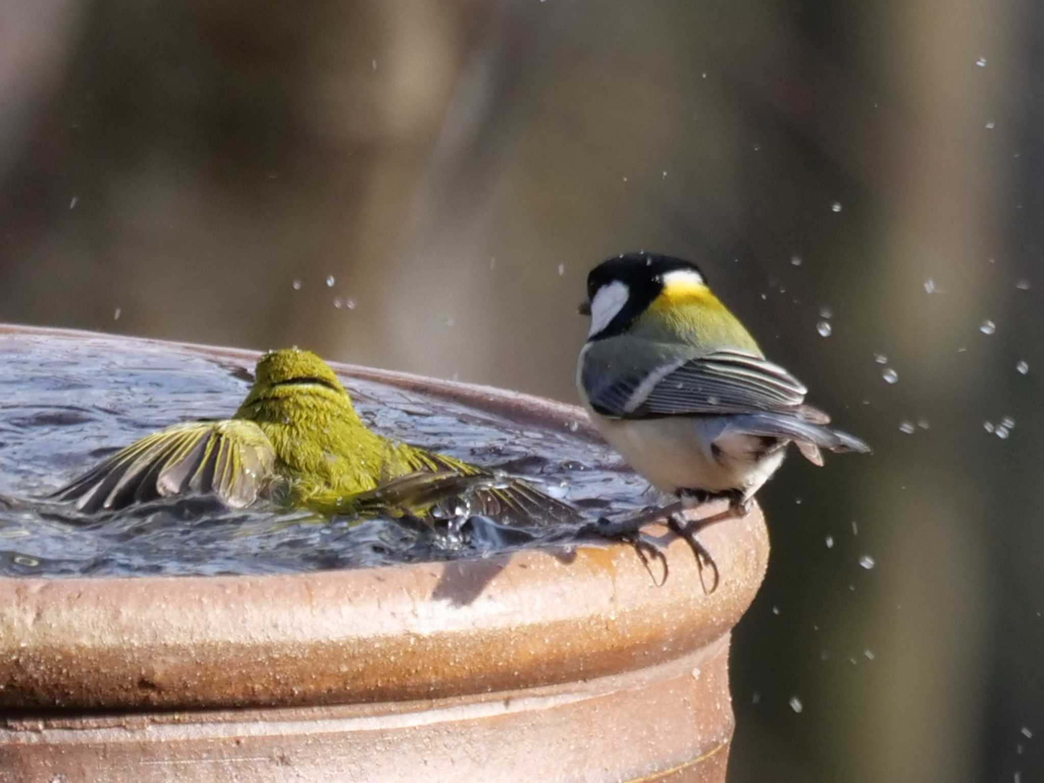 （実録）メジロは、すでに３回入浴・・ by little birds