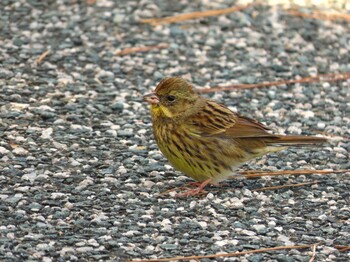 2022年3月5日(土) 山口県立きらら浜自然観察公園の野鳥観察記録