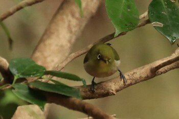 メジロ 丹沢大山 2022年3月8日(火)