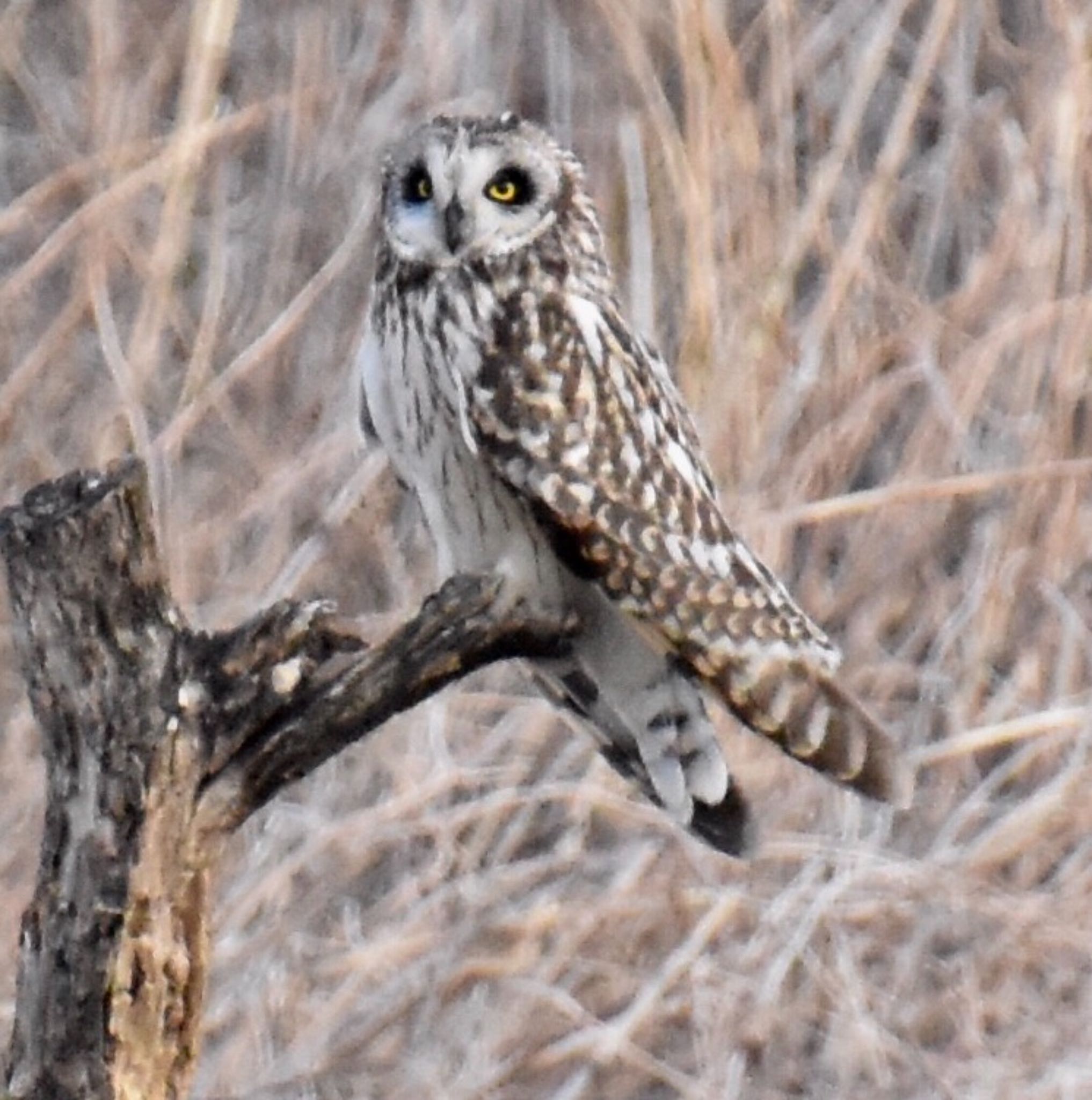 Short-eared Owl