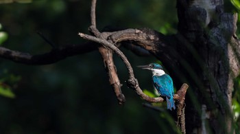 ナンヨウショウビン Sungei Buloh Wetland Reserve 2017年10月7日(土)