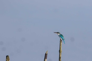 ナンヨウショウビン Sungei Buloh Wetland Reserve 2017年10月7日(土)