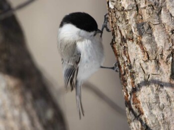 ハシブトガラ 野幌原始林大沢園地 2022年3月10日(木)