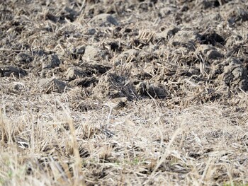 Water Pipit Unknown Spots Sun, 1/30/2022