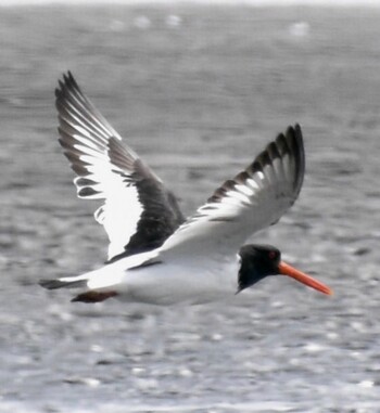 Eurasian Oystercatcher Sambanze Tideland Thu, 3/10/2022