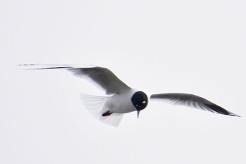 Saunders's Gull Sambanze Tideland Thu, 3/10/2022