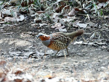 Chinese Bamboo Partridge Kodomo Shizen Park Thu, 3/10/2022