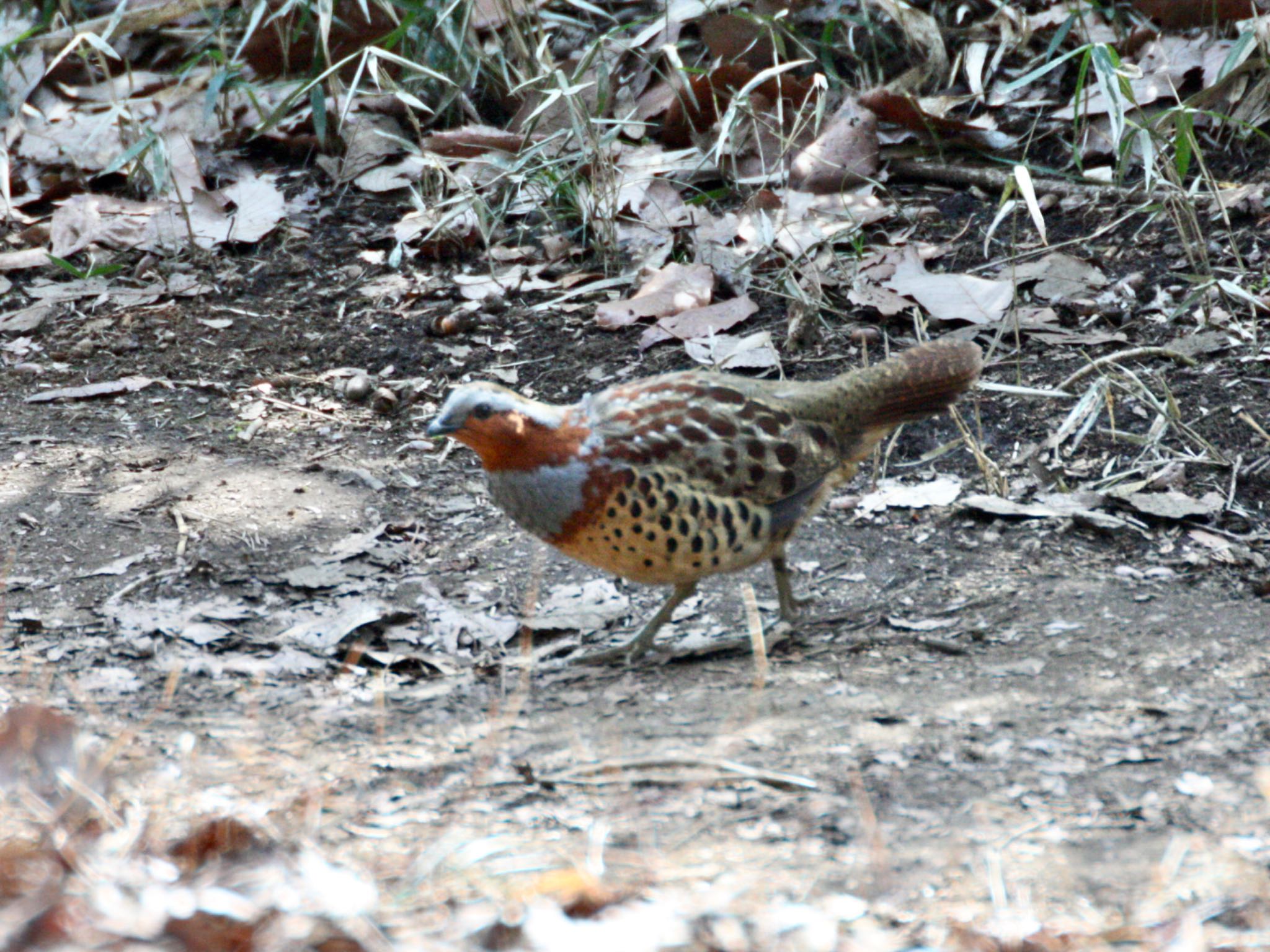 Photo of Chinese Bamboo Partridge at Kodomo Shizen Park by ささりん