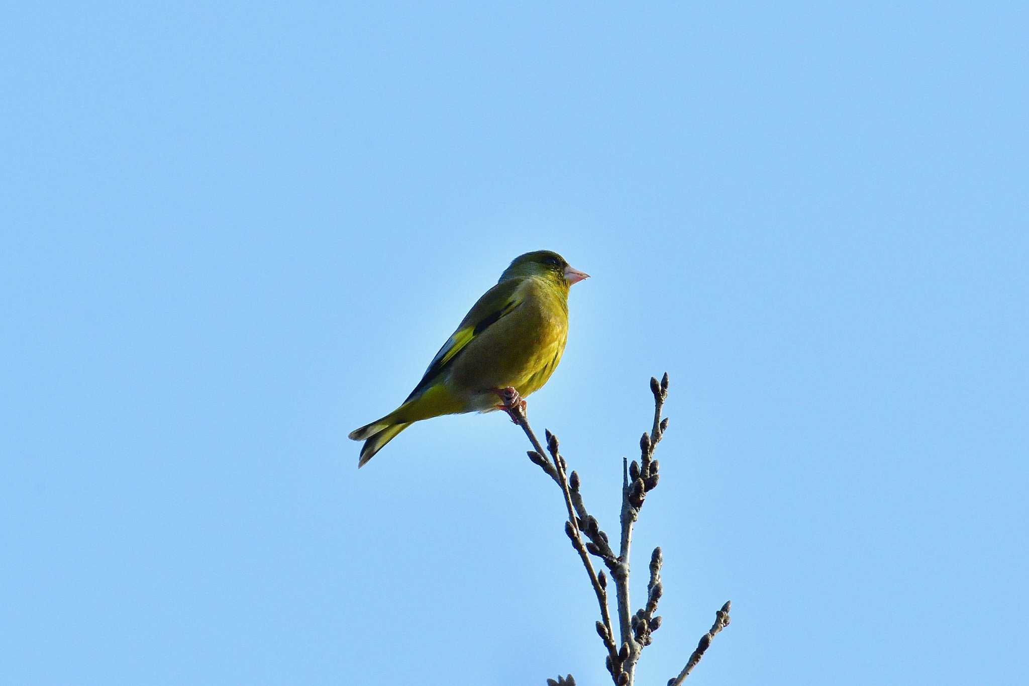 Photo of Grey-capped Greenfinch at Akashi Park by kazu