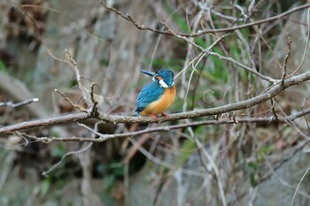 カワセミ 明石公園 2022年3月5日(土)