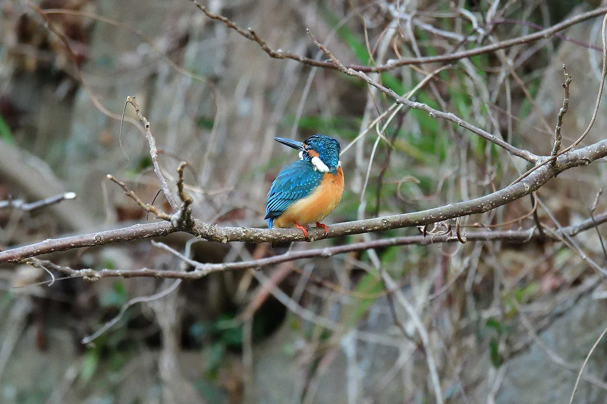 Common Kingfisher