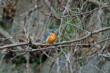 カワセミ 明石公園 2022年3月5日(土)