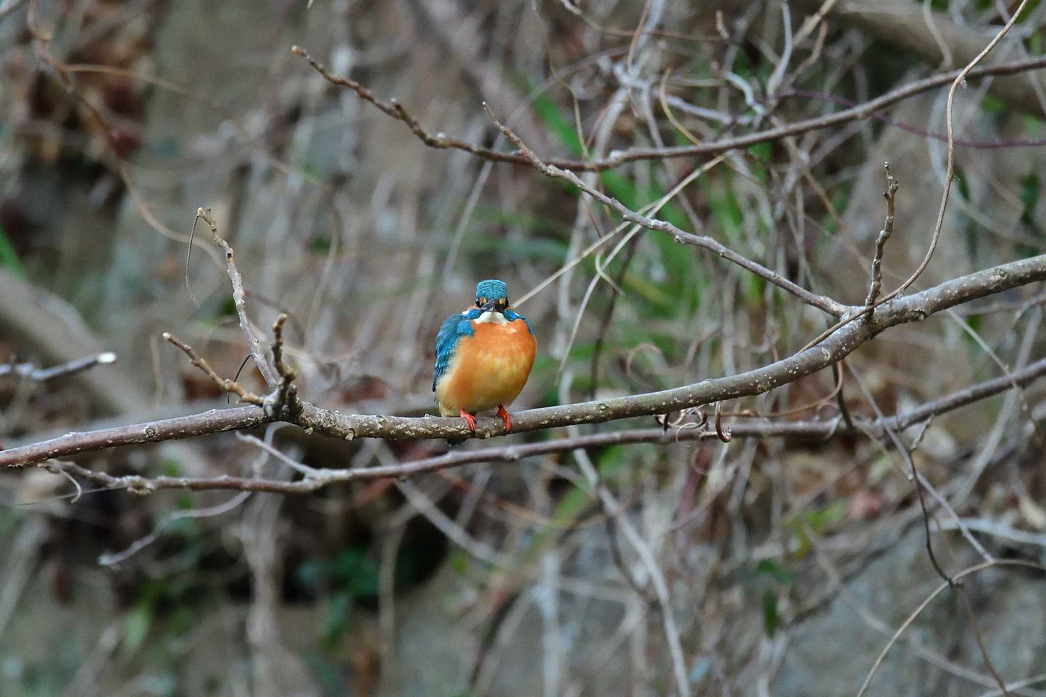 Common Kingfisher