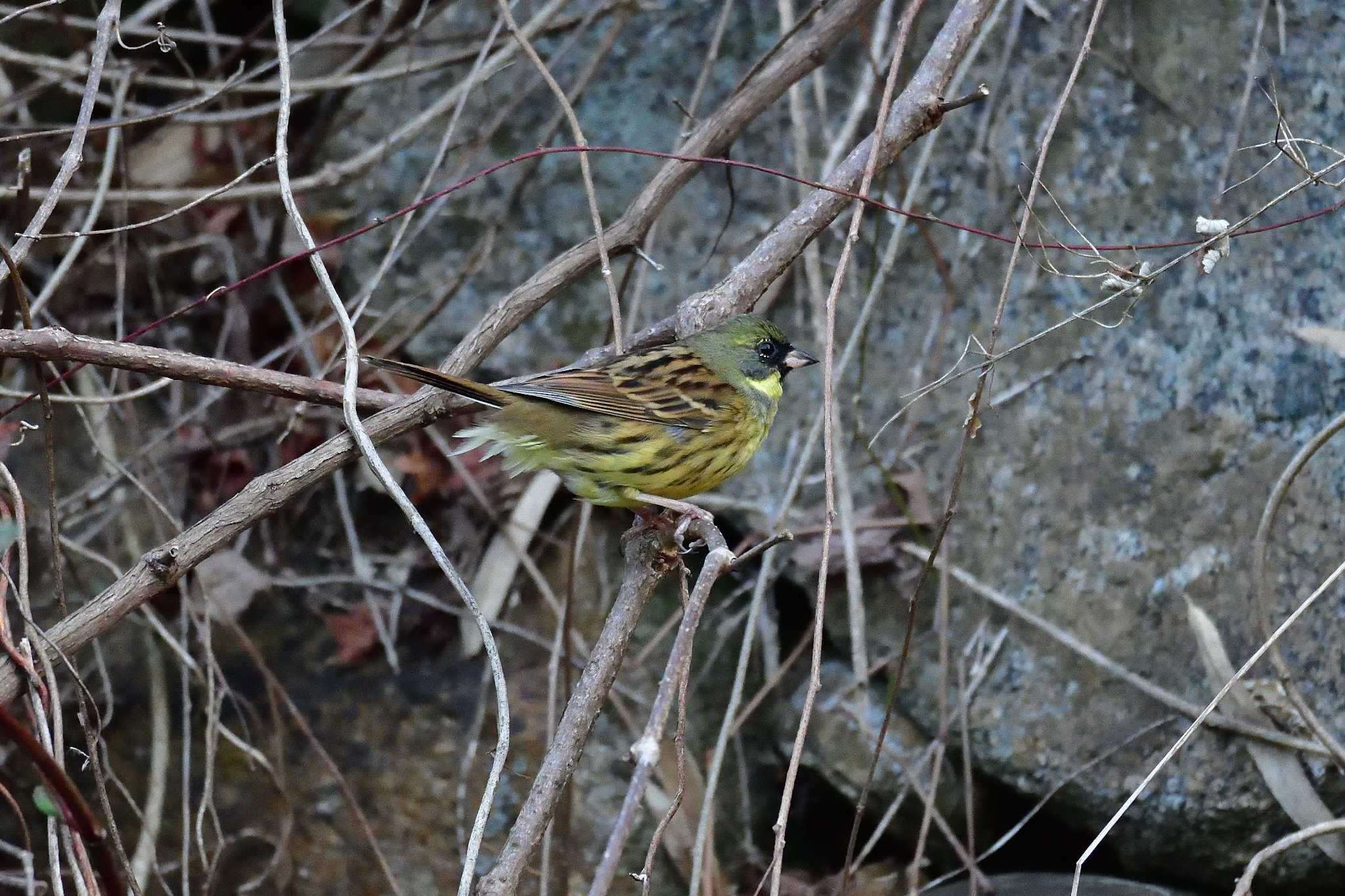 Photo of Masked Bunting at Akashi Park by kazu