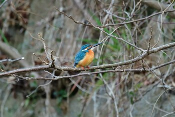 カワセミ 明石公園 2022年3月5日(土)