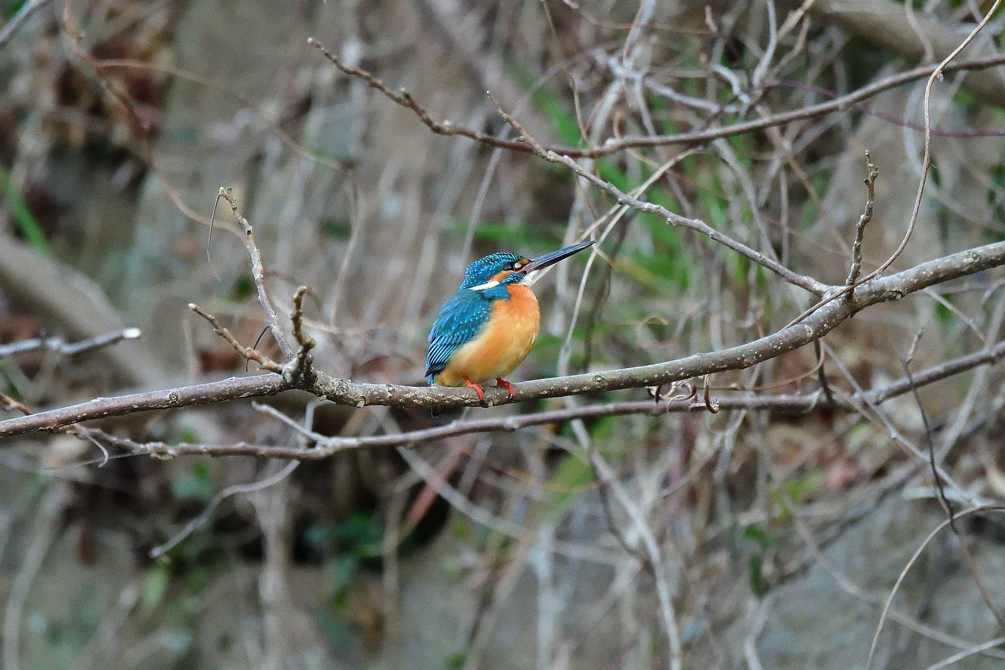 Photo of Common Kingfisher at Akashi Park by kazu