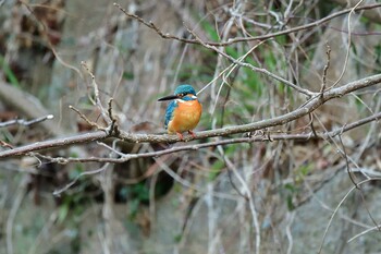 Common Kingfisher Akashi Park Sat, 3/5/2022