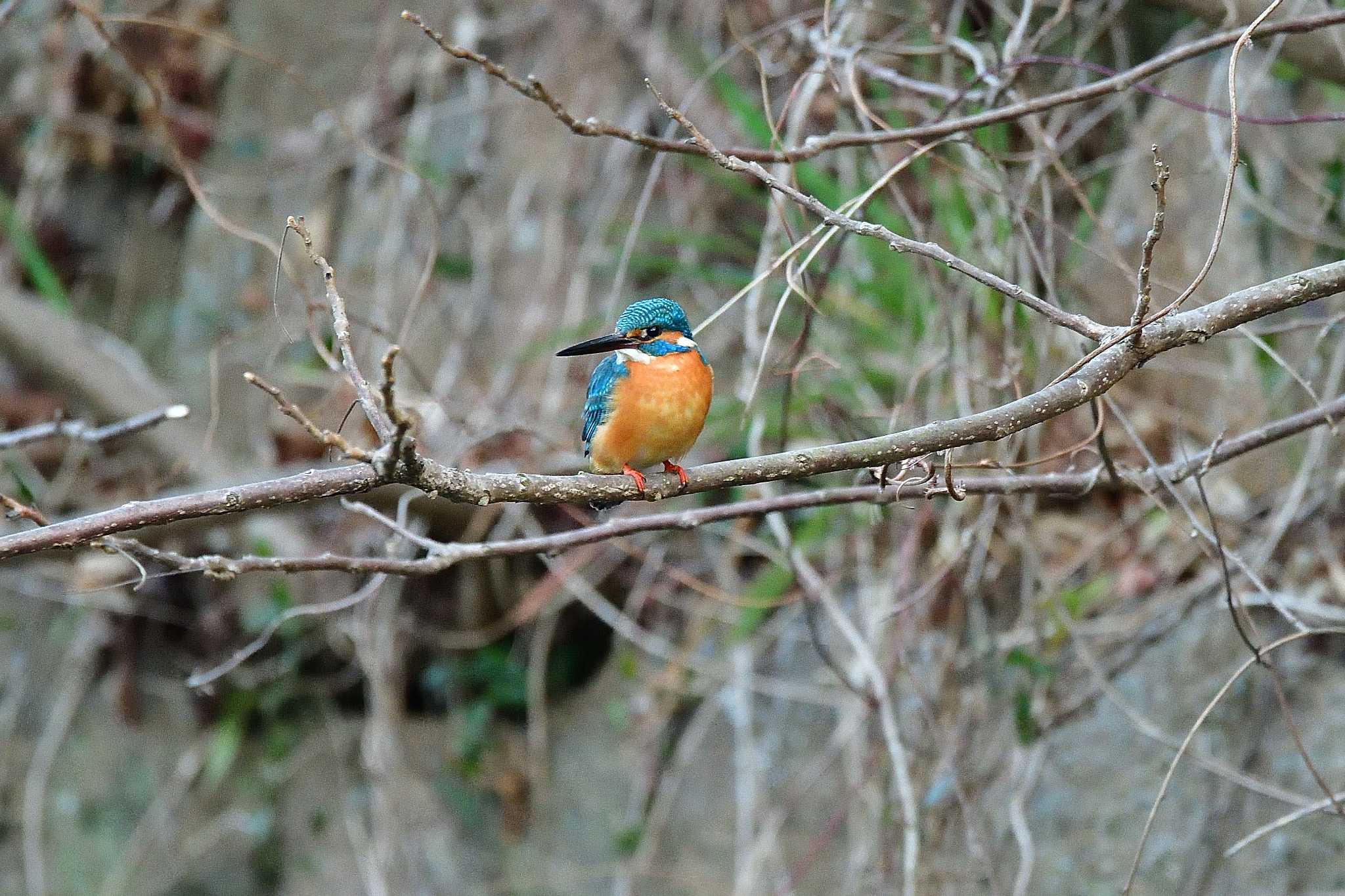 Photo of Common Kingfisher at Akashi Park by kazu