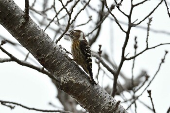2022年3月4日(金) 明石公園の野鳥観察記録