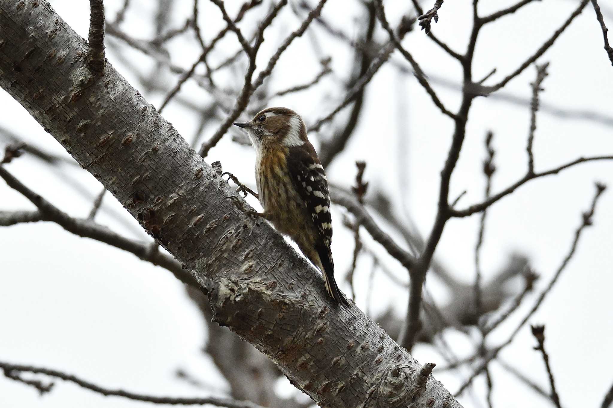 Photo of Japanese Pygmy Woodpecker at Akashi Park by kazu