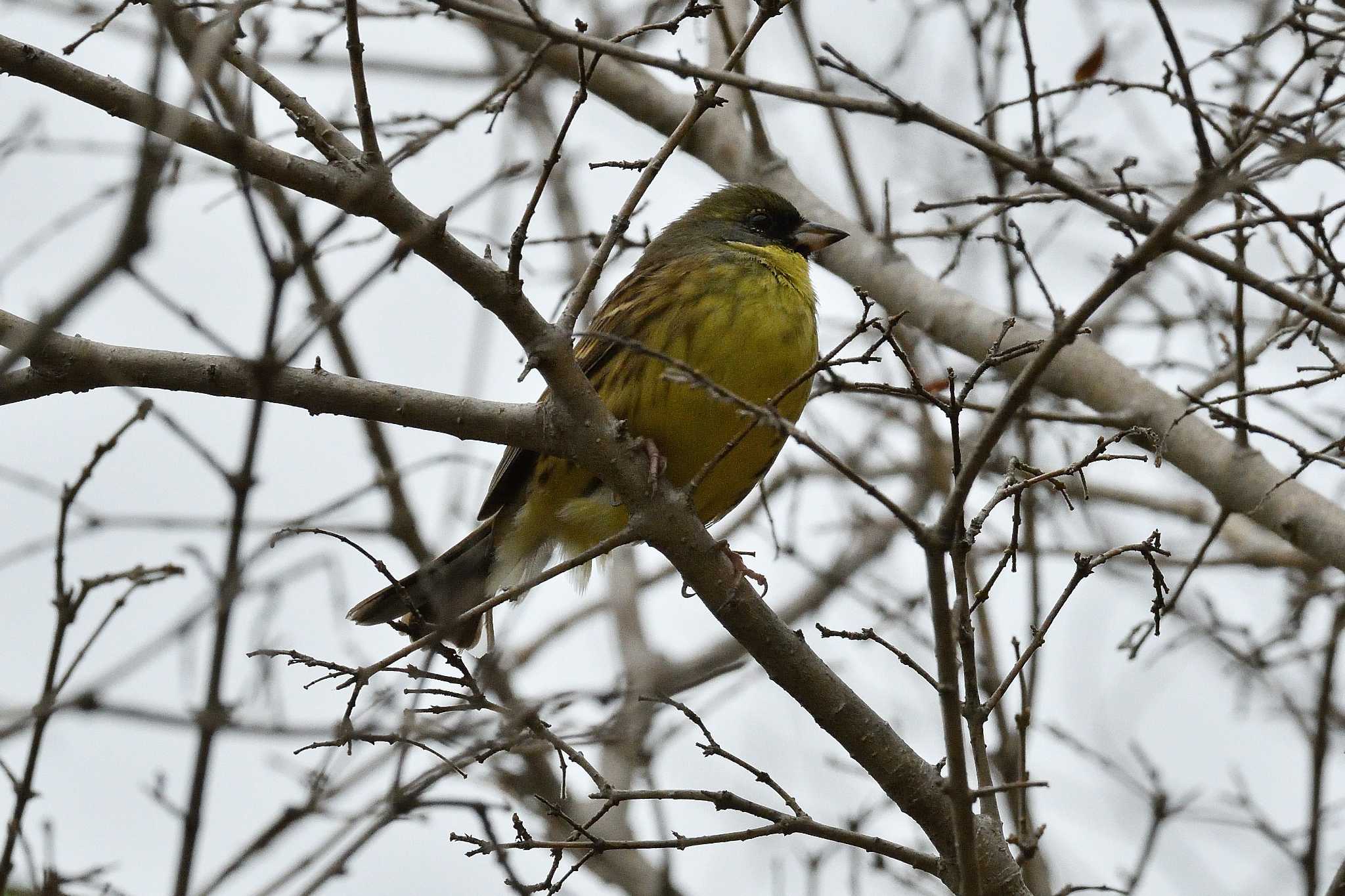 Photo of Masked Bunting at Akashi Park by kazu